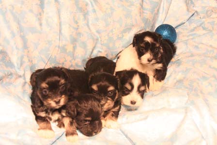 havanese-puppies